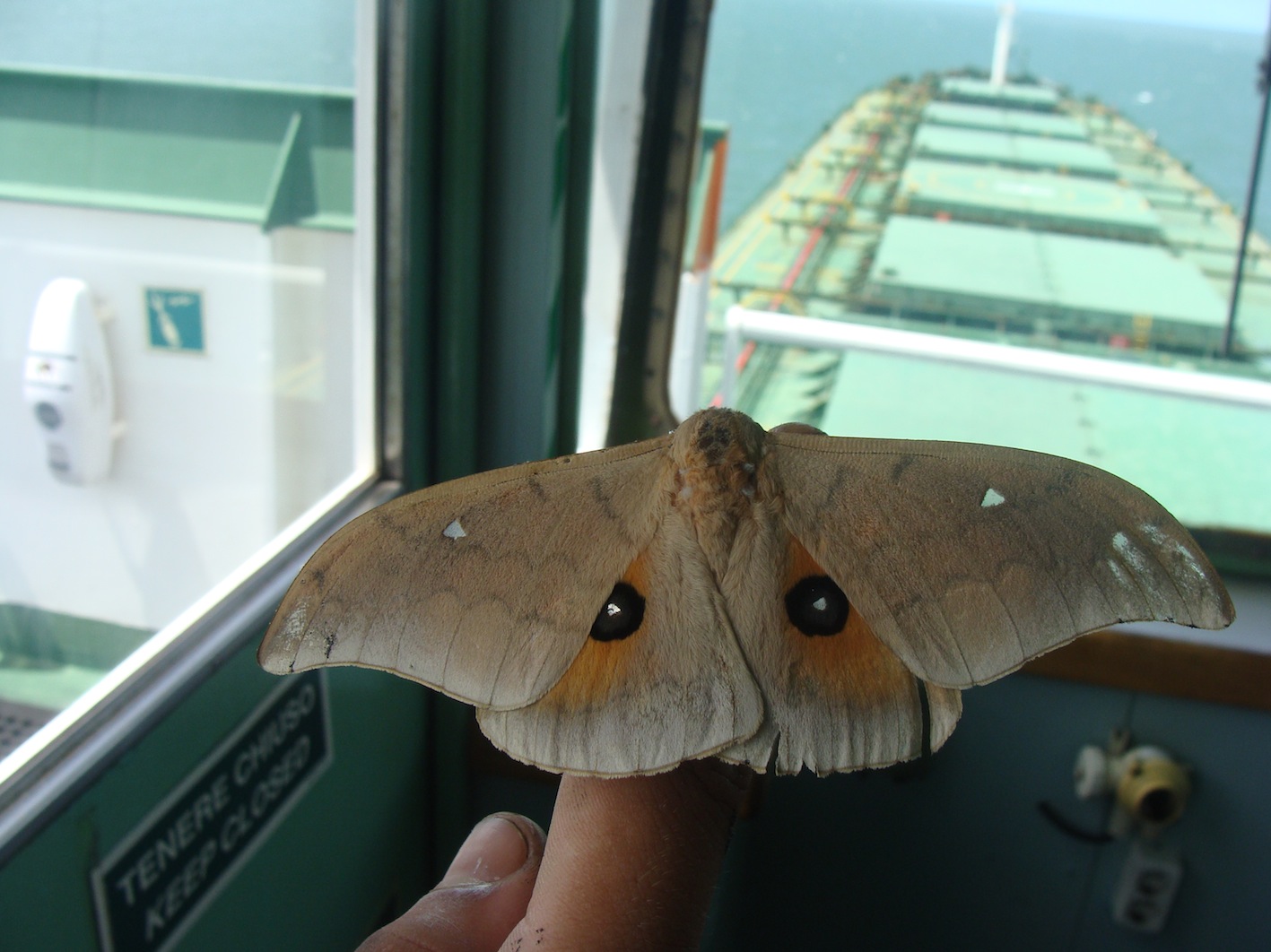 Pseudobunaea irius??